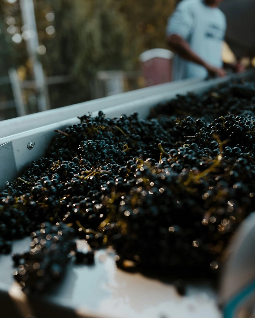 Des grappes de raisin noir fraîchement coupées, en vrac dans une longue caisse de tri métallique. Au second plan, hors mise au point, une personne en tee-shirt clair se tient debout au bord de la caisse, dans la lumière de fin de journée.